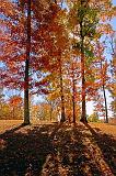 Backlit Autumn Trees_24548